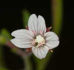 Fringed willowherb